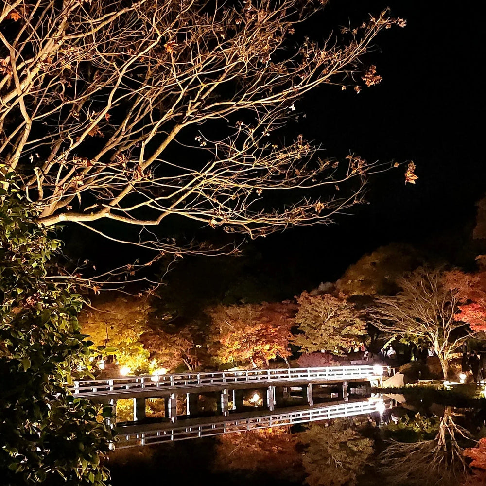 🌙 Autumn Illumination at Showa Kinen Park